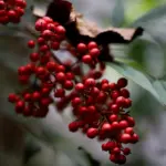 Skal jeg vælge en dynebetræk eller et tæppe som sengetøj?